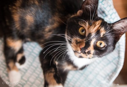 O amante de gatos Kevin Smith tem um talento especial para tirar fotos perfeitas de gatos. Aqui ele compartilha suas dicas sobre como tirar uma foto melhor de gato para marcar o Mês Nacional da Fotografia.