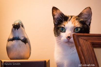 Kattälskaren Kevin Smith har en förmåga att ta perfekta kattbilder. Här delar han med sig av sina tips om hur man tar ett bättre kattfoto för att uppmärksamma National Photography Month.