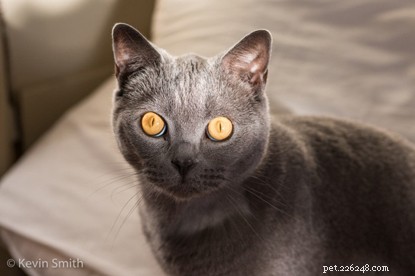 L amante dei gatti Kevin Smith ha un talento per scattare foto di gatti purrfect. Qui condivide i suoi suggerimenti su come scattare una foto di gatto migliore per celebrare il mese nazionale della fotografia.