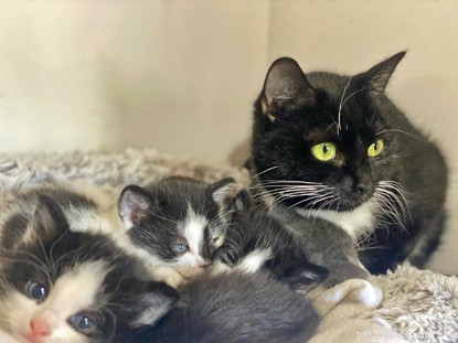 De afdeling Southampton van Cats Protection roept om hulp na het opnemen van een kat die tijdens haar zwangerschap drie keer werd neergeschoten met een luchtpistool. 