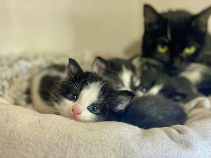 De afdeling Southampton van Cats Protection roept om hulp na het opnemen van een kat die tijdens haar zwangerschap drie keer werd neergeschoten met een luchtpistool. 