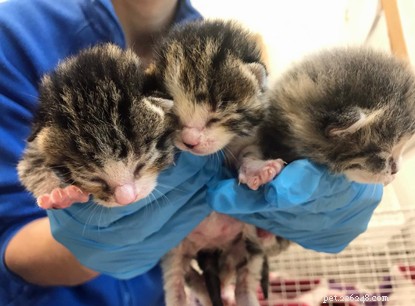 Três gatinhos minúsculos foram resgatados de um jardim na Cornualha pela Cats Protection e receberam o nome de figuras-chave da história do NHS.