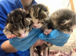 Cats Protection에 의해 콘월의 한 정원에서 세 마리의 작은 새끼 고양이가 구조되었으며 NHS 역사의 주요 인물의 이름을 따서 명명되었습니다.