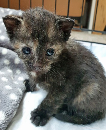 Cinco gatinhos minúsculos resgatados após serem jogados em uma lixeira.