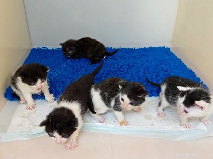 Pět malých koťátek zachráněných poté, co byla vyhozena do koše.