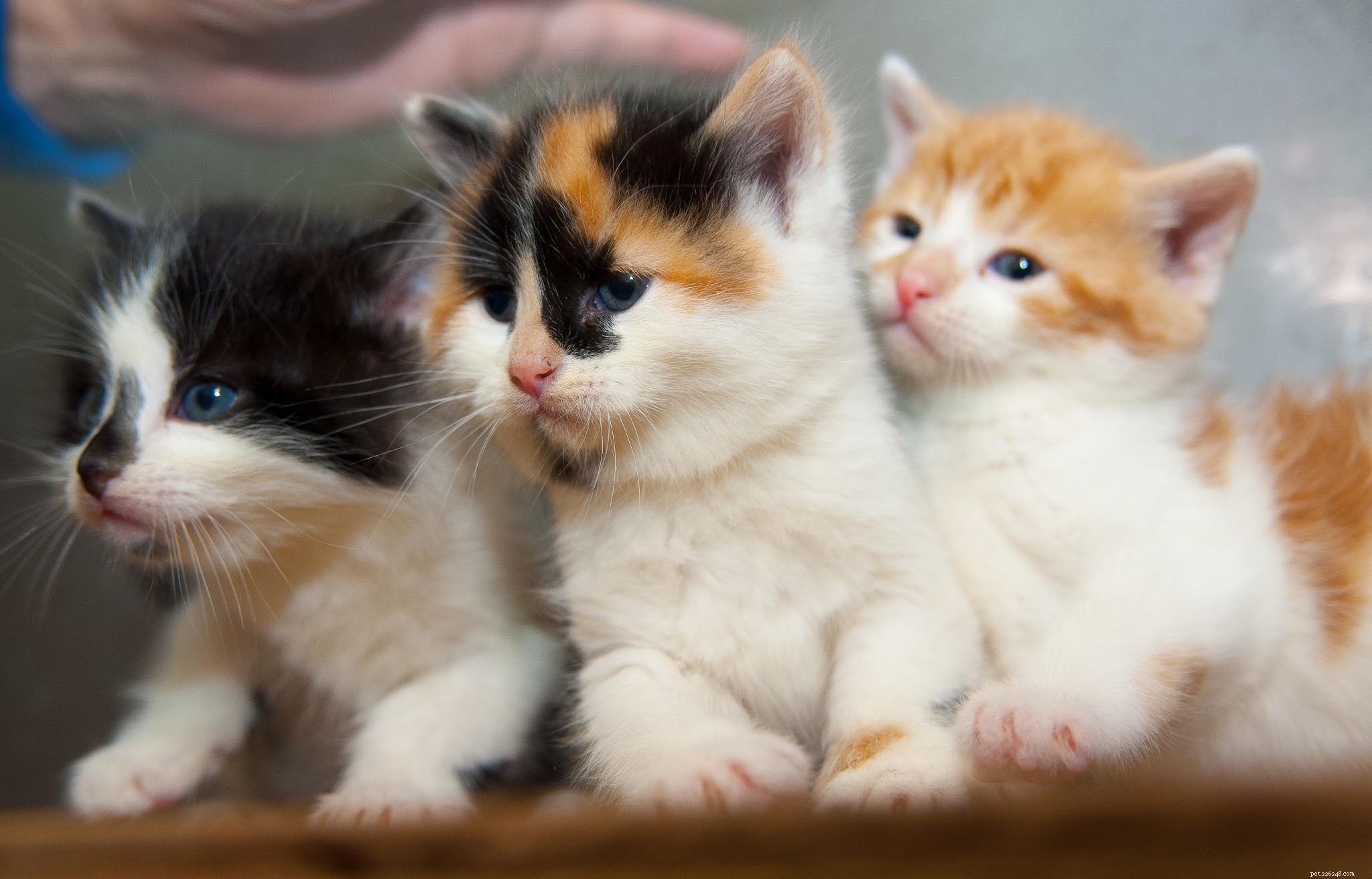 Un nuovo inizio per tre gattini trovati in una discarica.
