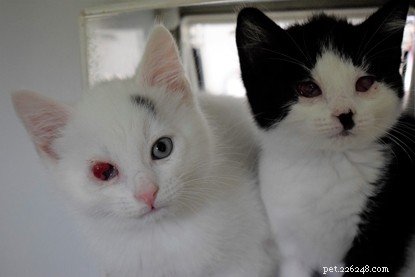 Você pode ajudar esses gatinhos que perderam os olhos?