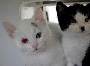 Можете ли вы помочь этим котятам, которые потеряли глаза?