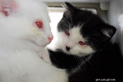 Můžete pomoci těmto koťatům, která přišla o oči?