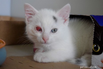 Můžete pomoci těmto koťatům, která přišla o oči?