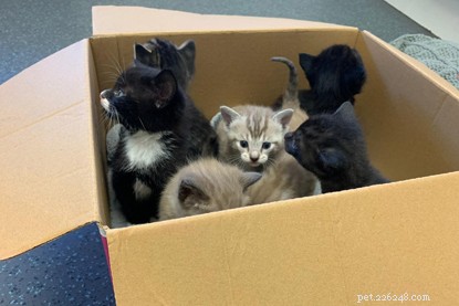 Gatinhos indefesos encontrados abandonados em uma caixa fora do centro de adoção.