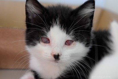 Kan du hjälpa dessa kattungar som har tappat ögonen?