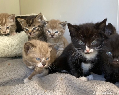 Hulpeloze kittens gevonden in een doos buiten het adoptiecentrum.