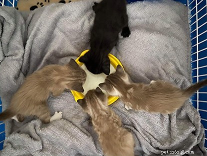 Nalezena bezmocná koťata vykopaná v boxu mimo adopční centrum.