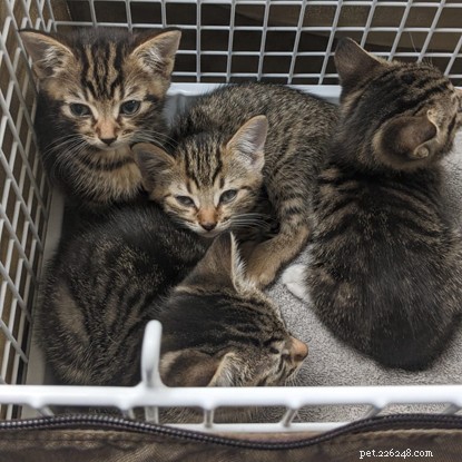 Diciassette gatti trovati in una casa, provenienti da un solo animale non castrato.