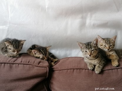 Dezessete gatos encontrados em uma casa – originários de apenas um bicho-papão não castrado.