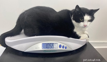 고양이에게 과식을 하면 안 되는 이유:과체중 Dixie는 고양이 권장 체중의 두 배 이상입니다.