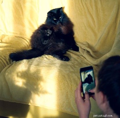 Как снять собственное видео с котиками, достойное Insta.