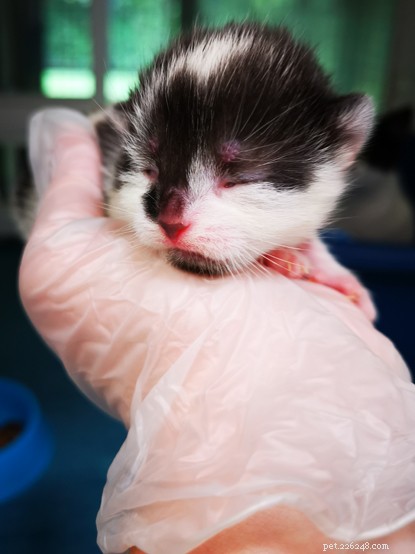 Случай ранней стерилизации:черно-белая кошка Мэдди беременна в возрасте всего девяти месяцев.