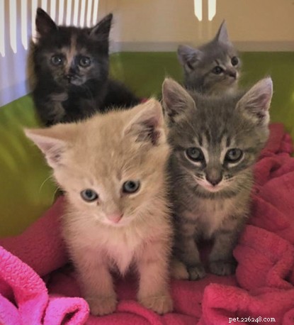Vyděšená koťata v karanténě poté, co byla propašována do Británie.