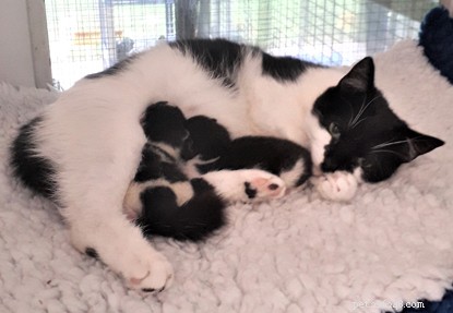 Un caso per la sterilizzazione precoce:la gatta in bianco e nero Maddie è gravemente incinta a soli nove mesi.