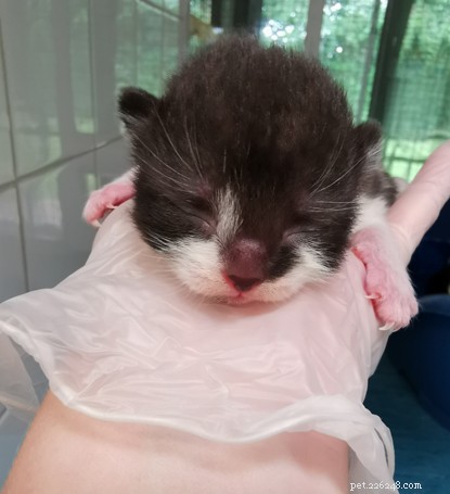 Случай ранней стерилизации:черно-белая кошка Мэдди беременна в возрасте всего девяти месяцев.