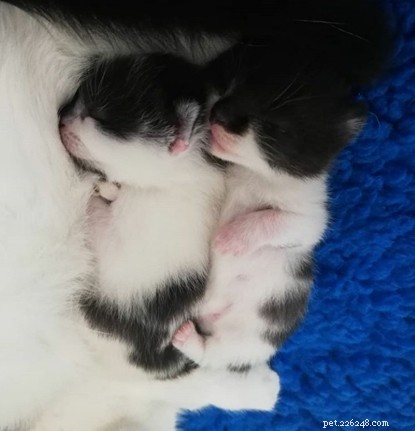 Een pleidooi voor vroegtijdige castratie:zwart-witte kat Maddie is hoogzwanger met slechts negen maanden oud.