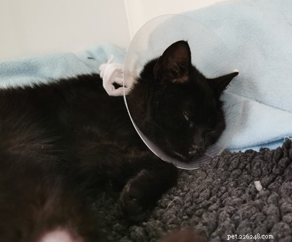 Slagd kattunge hittades på en huvudväg efter att ha blivit påkörd av en bil