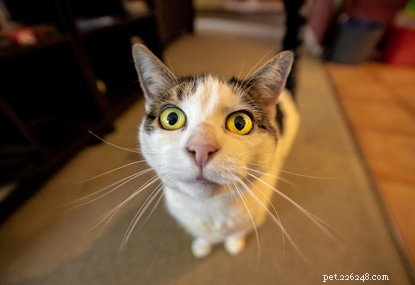 Por que seu gato recebe os  zoom de gato  e o que você pode fazer a respeito.
