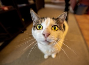 Почему у вашей кошки появляется кошачий зум и что с этим делать.