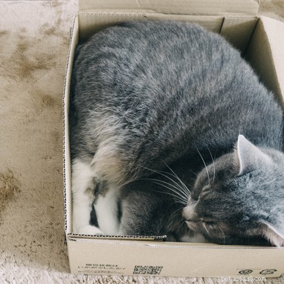 Proč vaše kočka dostává „kočičí zoomies“ a co s tím můžete dělat.