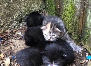 Support Adoption For Petsからの親切な寄付は、野良猫の避妊去勢手術に役立ちます。