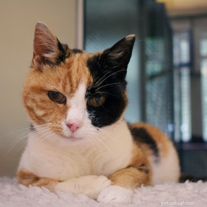 キャンプ場に住んでいるのを発見された12年間失われたペットの猫。 