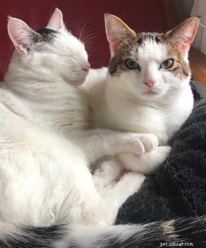 Två handikappade katter ser på framtiden i sitt nya hem. 