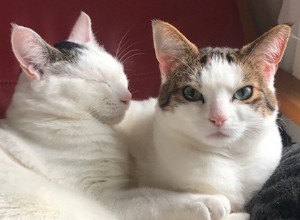 2匹の障害のある猫が新しい家で未来を見据えています。 