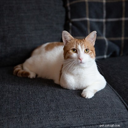三本足の猫のマイロは、彼の障害が彼を引き止めさせません！ 