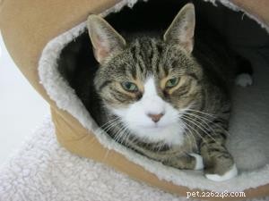私たちの猫の守護者サービスのおかげで愛する新しい家を見つけたポーシャ、ジンキー、ベラ、ソフィーの物語。 