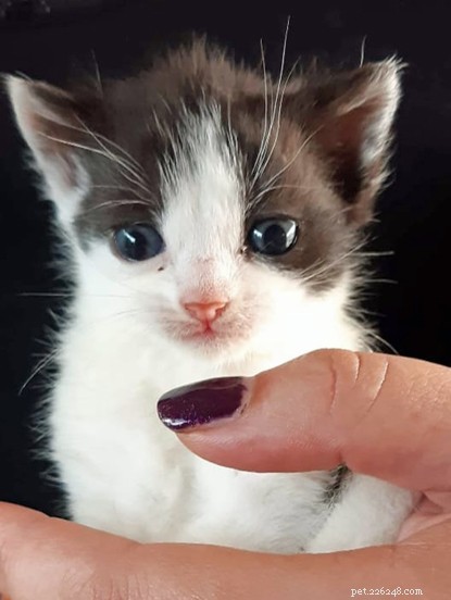 Apelo urgente – ajude nossa filial de Southampton a cuidar de 24 gatos resgatados.