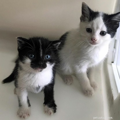 Vzácné kotě narozené s trpaslíkem najde čistý domov