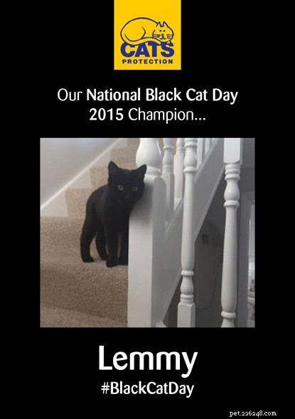 Cats Protections National Black Cat Day è durato 10 anni:ecco come è iniziata la campagna e come si è evoluta per diventare una celebrazione a livello nazionale 