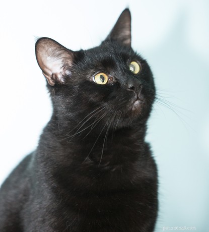 Cats Protections National Black Cat Day는 10년 동안 진행되었습니다. 캠페인이 어떻게 시작되었고 전국적인 축하 행사가 되기까지 어떻게 발전했는지 보여줍니다. 