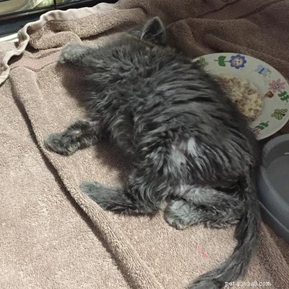 Котенок с зараженным глазом спасен от клинической смерти