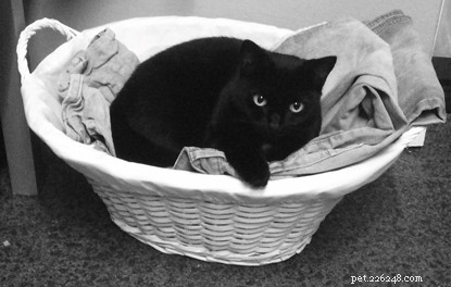 Владелец кошки собирает средства для защиты кошек, устраивая забавную викторину о черной кошке!