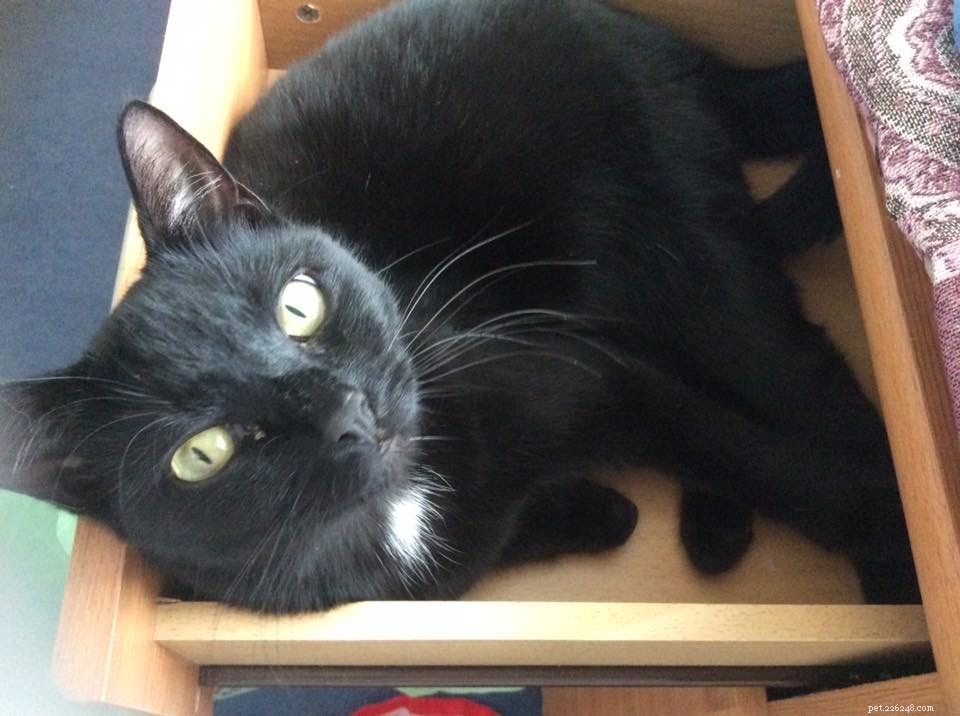 Il proprietario del gatto raccoglie fondi per la protezione dei gatti organizzando un divertente quiz sul gatto nero!