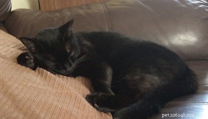Majitel koček získává finanční prostředky na ochranu koček pořádáním zábavného kvízu o černé kočce!