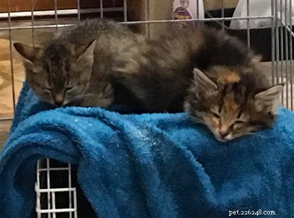 Quatro gatinhos órfãos resgatados de uma toca de coelho