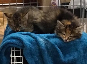 ウサギの穴から救出された4匹の孤児の子猫 