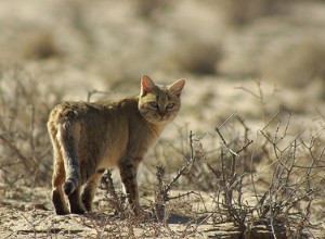 飼い猫とリビアヤマネコは、あなたが思っているよりも似ています！ 