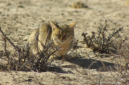 Tamkatter och afrikanska vilda katter är mer lika än du kanske tror!