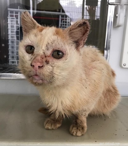 Un chat des rues de Penzance atteint d un cancer précoce des oreilles les a enlevés chirurgicalement.